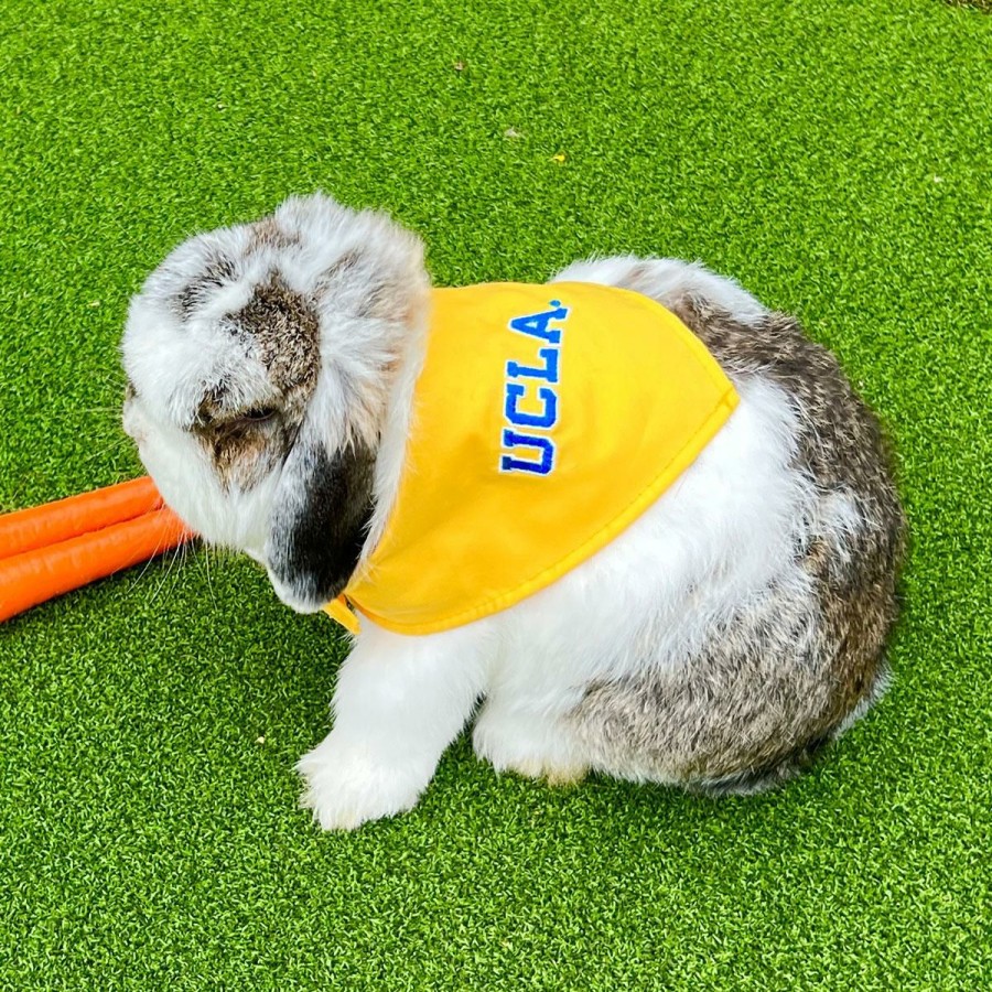 Accessories * | Ucla Block Pet Bandana Best Quality Gold